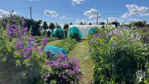 Vegetable and fruit producing smallholding in the Fens