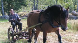 Traditional small scale self-sufficient farm with vegetable and animals