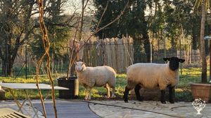 Microferme avec des petits animaux en début d'installation,cadre verdoyant en toute simplicité