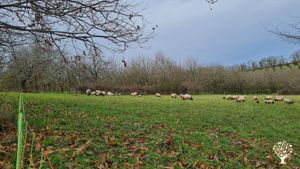 Ferme de brebis laitières dans les collines du Sud Dordogne
