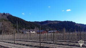 Organic fruit farm in Trøndelag