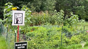 Organic lakeside farm on an Indigenous Land Back space in northern Minnesota