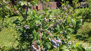 Hobby farm in the Fraser Valley
