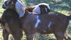 70 acre  farm that is looking for hard working, like minded, self motivated helpers