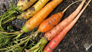 A close-up of a few home-grown carrots. Look at those colors!