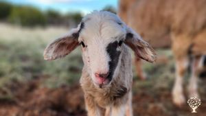 A micro-farm nestled among mountains, plains, and sky.