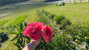We are a U-pick Flower Farm located on a bluff overlooking beautiful Torch Lake, Michigan.