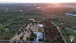 Azienda agricola biologica specializzata nella coltivazione e trasformazione piante officinali