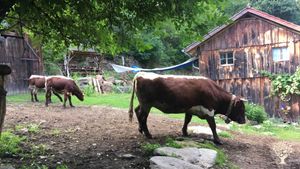 Livestock Farm, Farm, Family farm, Community farm