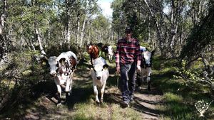 Cows, garden and forest by the mountains