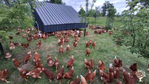 Organic regenerative family farm at the foot of the Alps