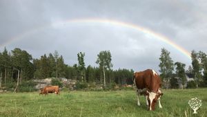 Ox-powered market garden and cow sanctuary