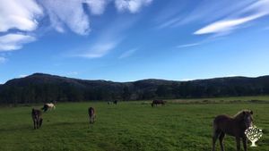 Heste gård med avl. Ammekyrbestning etter økologiske prinsipper.