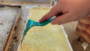 Uncapping honey
