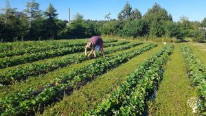 Micro-ferme familial depuis 2022 qui produit des fraises et du miel aux Îles de la Madeleine.