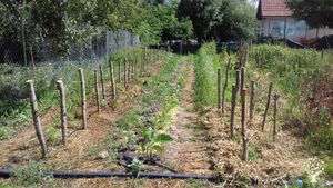 Wanna-be market garden, agroecological, providing restaurants, former CSA
