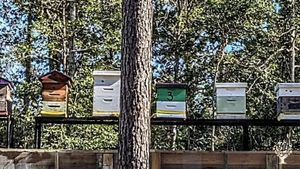 Honey and blueberry producer located about 45 minutes from New Orleans