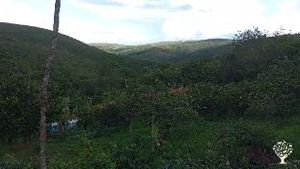 Agroforesty organic small farm in the beautiful Jequitinhonha Valley