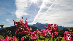 Family home and garden - rural