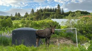 Moose next to irrigation water tank with white pvc pipe to natural spring pond (water not visible).