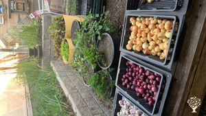 Urban lot and community garden