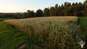 Buckwheat in bloom