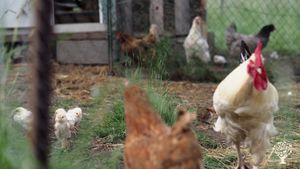 notre atelier de poule pondeuses