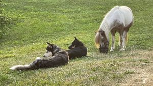 Rural horse farm and garden for personal consumption. Women-operated