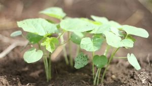 Educational Centre, Agritourism Destination, Smallholding, Market Garden, Fruit tree nursery