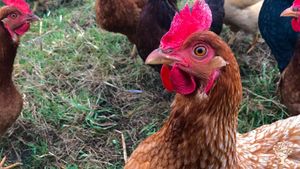 A Small, Diversified Organic Farm in the Adirondacks