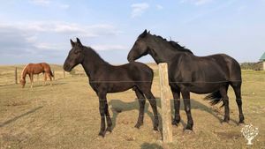 Patricia and Keanu with Jolie in the background fall 2023. Purebred Canadian Horses.
