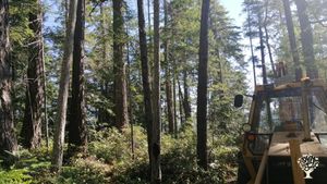 Off the Grid wooded property  with ocean view on Read island.