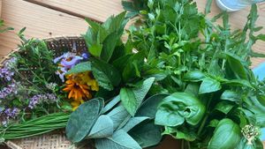 Kräuter aus dem Garten für das Abendessen 