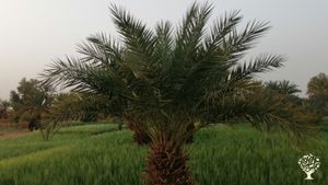 Come help us to build our guest house family in Tagounite and discover berber culture