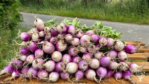 Maraîchage biologique sur petite surface