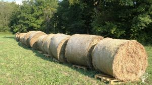 le démarrage symbolique: livraison de la paille pour les cultures