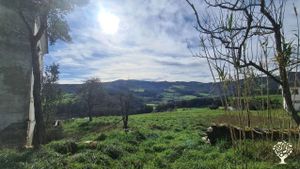 South facing land with some old trees