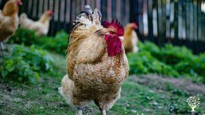 Baumarkt gegen das Verschwinden der Dinge