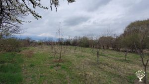 I have a bio-organic farm, mini fruit tree plantation. Vineyard and winemaking family traditions