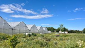Finca de producción de hortalizas y verduras ecológicas para venta directa en mercados, cestas...