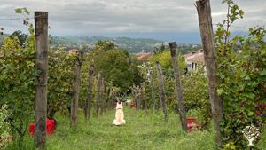 Azienda agricola vitivinicola nelle Langhe