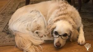 Wise old Jasper