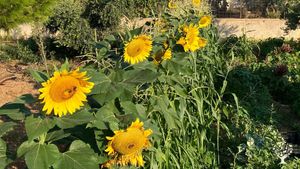 Azienda agricola biologica a Marsala