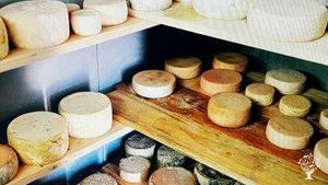 Cheese Cellar 