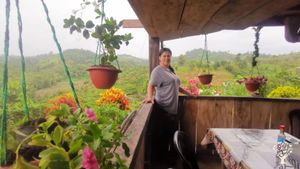 Cocoa plantation farm, livestock care, dairy production, has several fruit plants that complement th