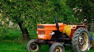 Fruit, veg, chickens and the market
