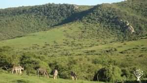 German family - Guest Lodge and organic self-sufficiency Farm bordering the Add ElephantNationalpark