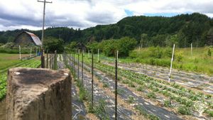 35-acre diversified production farm on a small island in the Columbia River