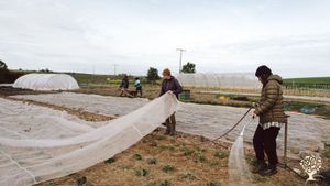 Microfarm in Mecklenburg Vorpommern, kleine SoLaWi und Saatgutanbau von samenfesten und alten Sorten