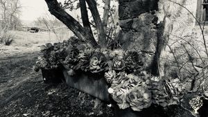Homestead, Market Garden